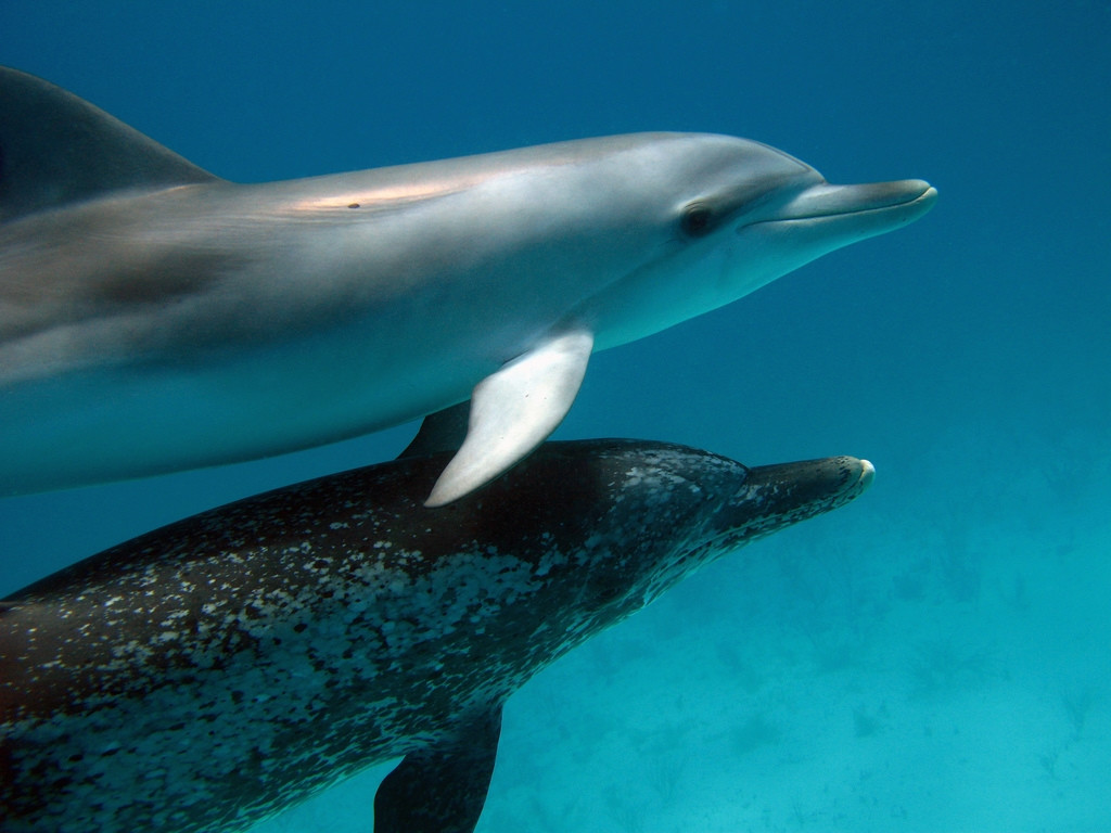 Подводный мир на острове Бимини, Багамские острова – фотографии Багамских островов