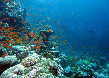 Сафага, Египет, фото № 35374 – фотографии Египта