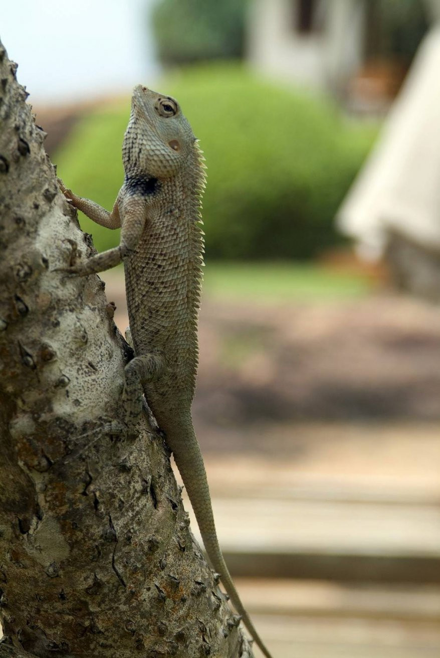 Бентота, Шри-Ланка, фото № 50654 – фотографии Шри-Ланки