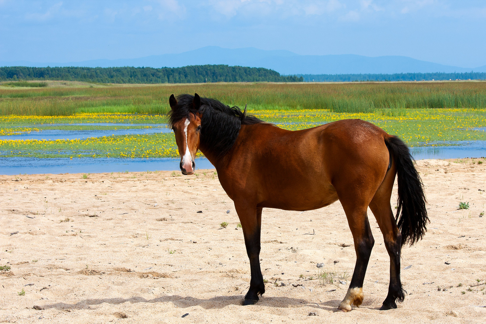 Красивая лошадь и удачная фотка – фотографии России