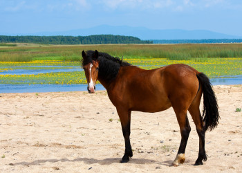 Красивая лошадь и удачная фотка – фотографии России