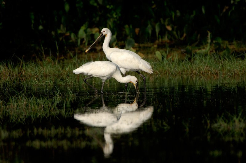 Яла Национальный Парк, Шри-Ланка, фото № 52623 – фотографии Шри-Ланки