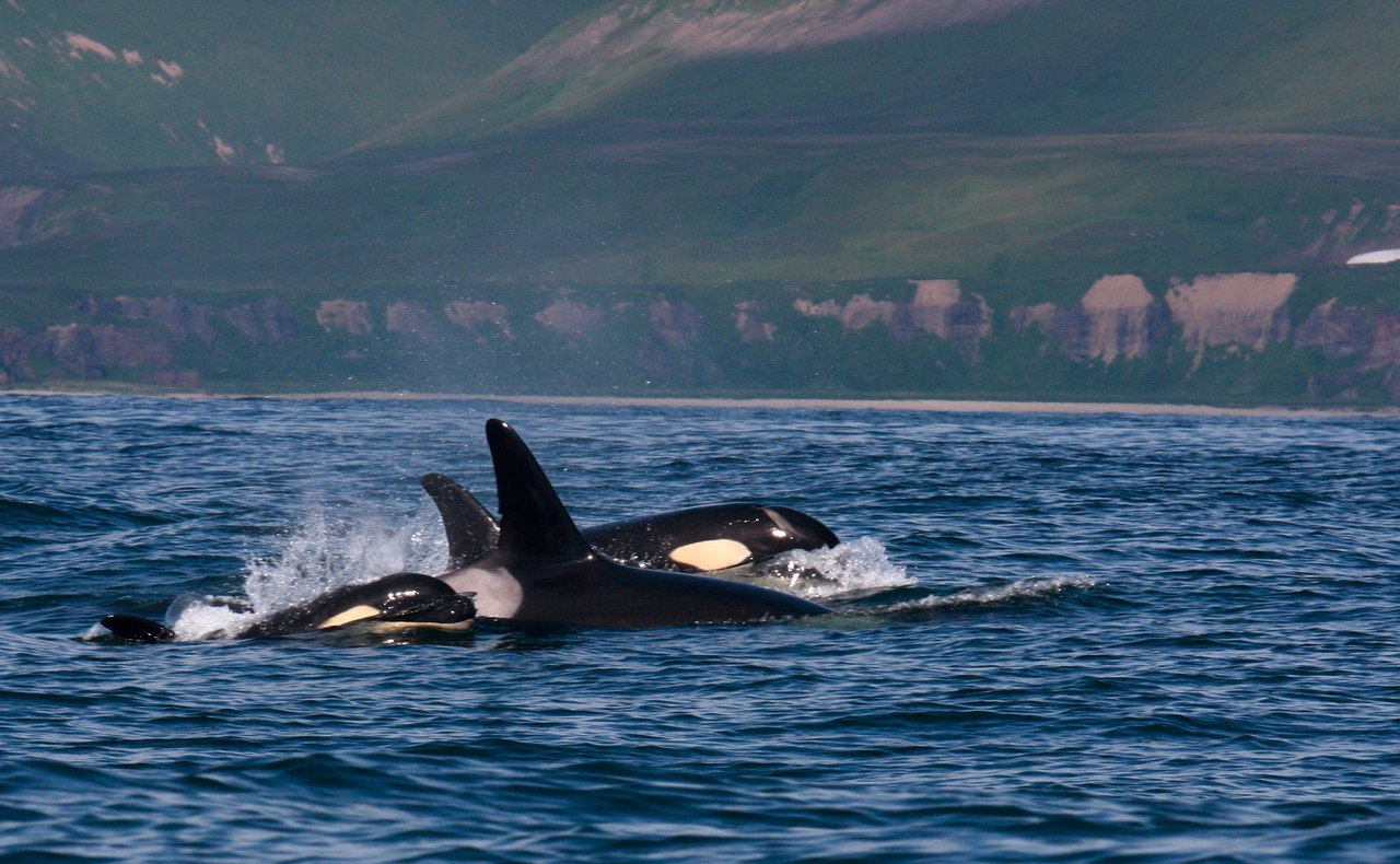 Касатка – фотографии России