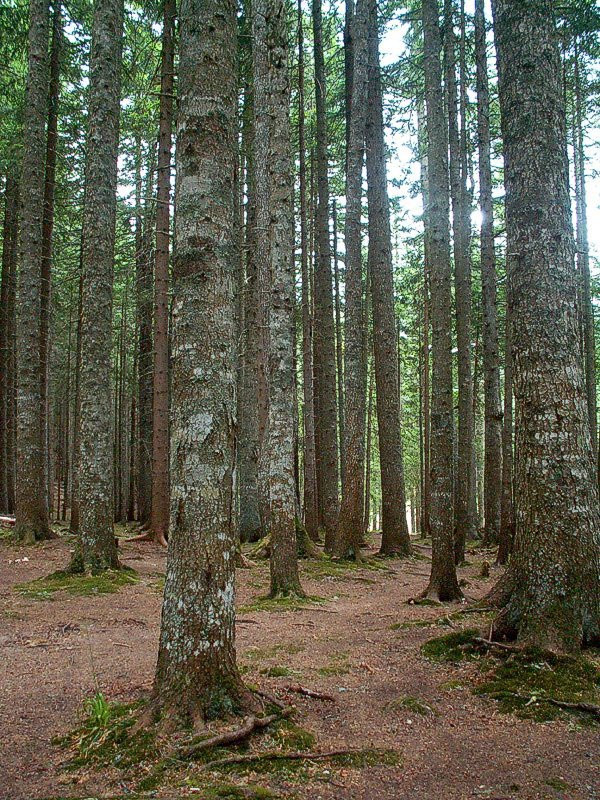 Дурмитор Национальный Парк, Черногория, фото № 53476 – фотографии Черногории