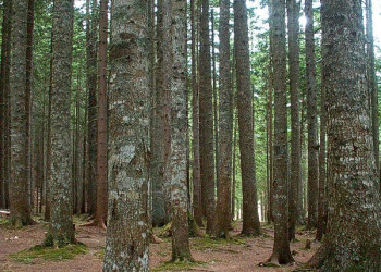 Дурмитор Национальный Парк, Черногория, фото № 53476 – фотографии Черногории