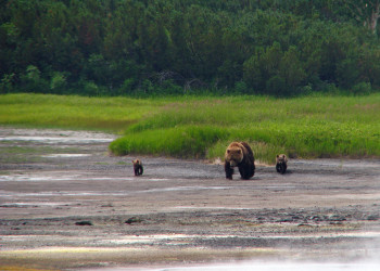 Семейство медведей на прогулке на Камчатке – фотографии России