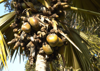 Ботанический сад в Канди, Шри-Ланка. Фото 1 – фотографии Шри-Ланки