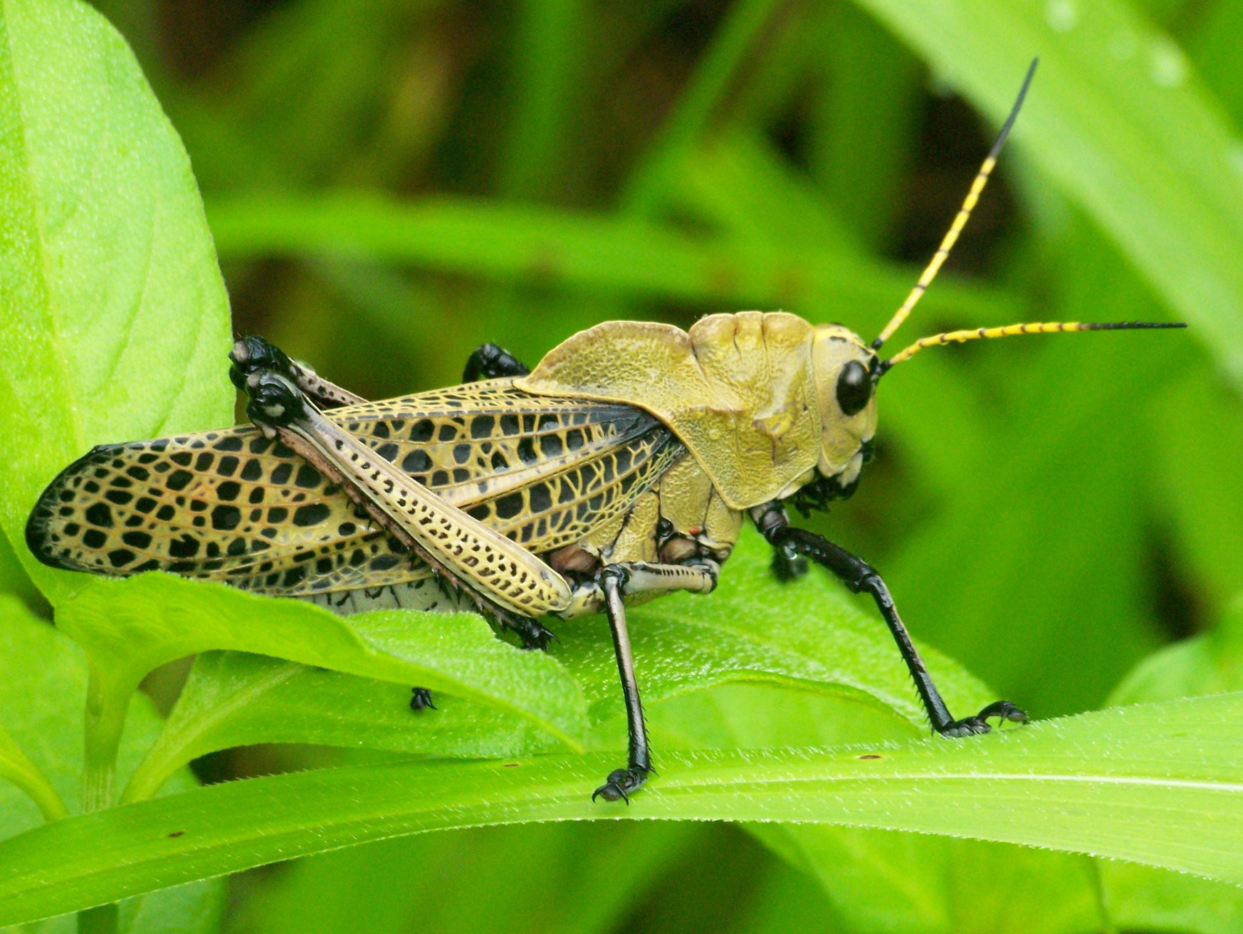 Санта Роза Национальный Парк, Гуанакасте провинция, Коста-Рика, фото № 39320 – фотографии Коста-Рики