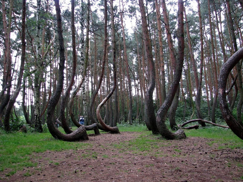 Кривой лес в Польше – фотографии Польши