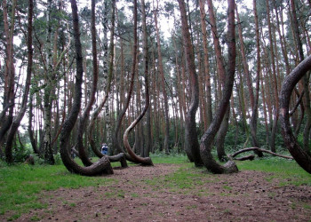 Кривой лес в Польше – фотографии Польши