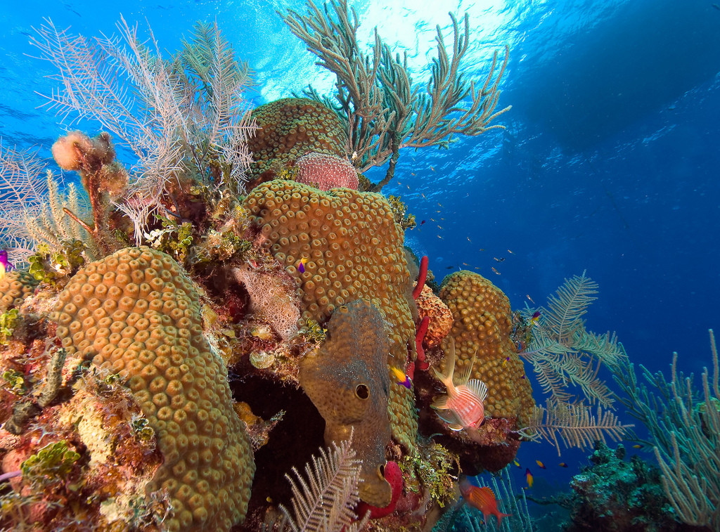 Подводный мир Литтл-Каймана, Каймановы острова – фотографии Каймановых островов