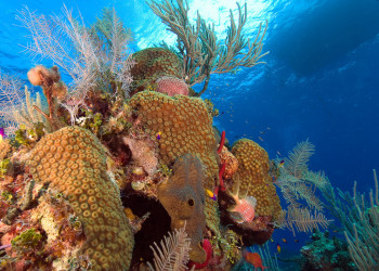 Подводный мир Литтл-Каймана, Каймановы острова – фотографии Каймановых островов