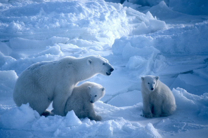 Белые медведи на острове Врангеля – фотографии России