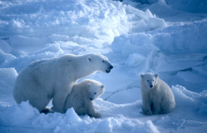 Белые медведи на острове Врангеля – фотографии России