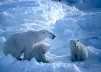Белые медведи на острове Врангеля – фотографии России