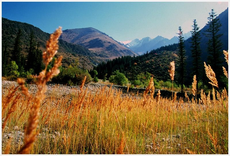 Предгорный луг в Киргизии – фотографии Киргизии
