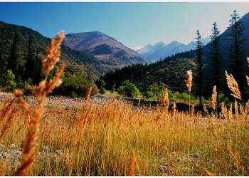 Предгорный луг в Киргизии – фотографии Киргизии