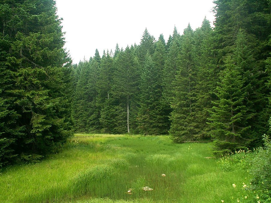 Природа в Национальном парке, Черногория. Фото 33 – фотографии Черногории
