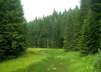 Природа в Национальном парке, Черногория. Фото 33 – фотографии Черногории