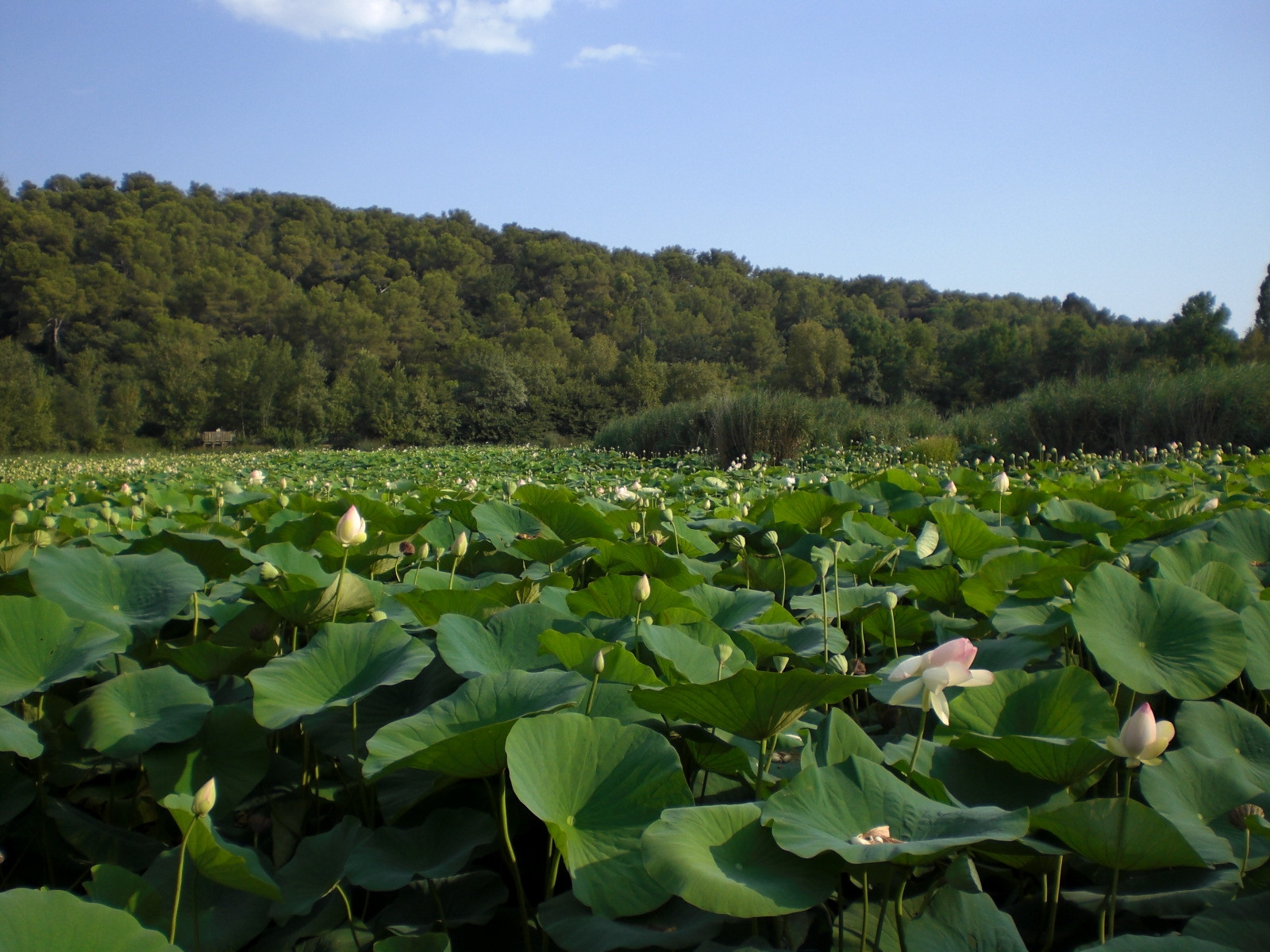 Природа в Мужене, Франция – фотографии Франции