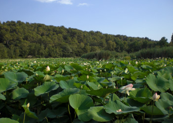 Природа в Мужене, Франция – фотографии Франции