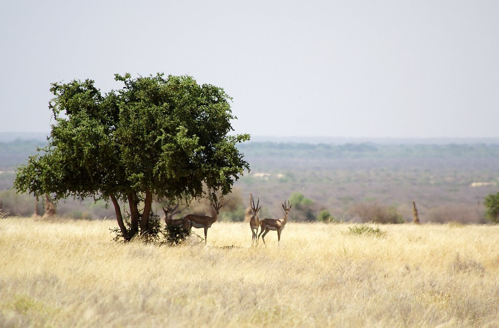 Эфиопия. Фото 9 – фотографии Эфиопии