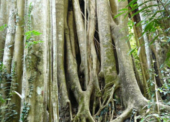 Деревья в Кхао-Яй, Тайланд – фотографии Таиланда