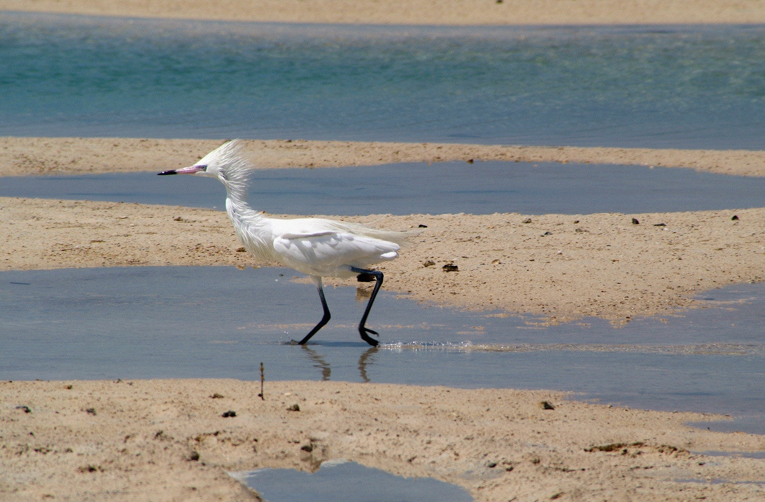 Птица на острове Андрос, Багамские острова. Фото 3 – фотографии Багамских островов