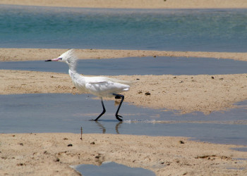 Птица на острове Андрос, Багамские острова. Фото 3 – фотографии Багамских островов