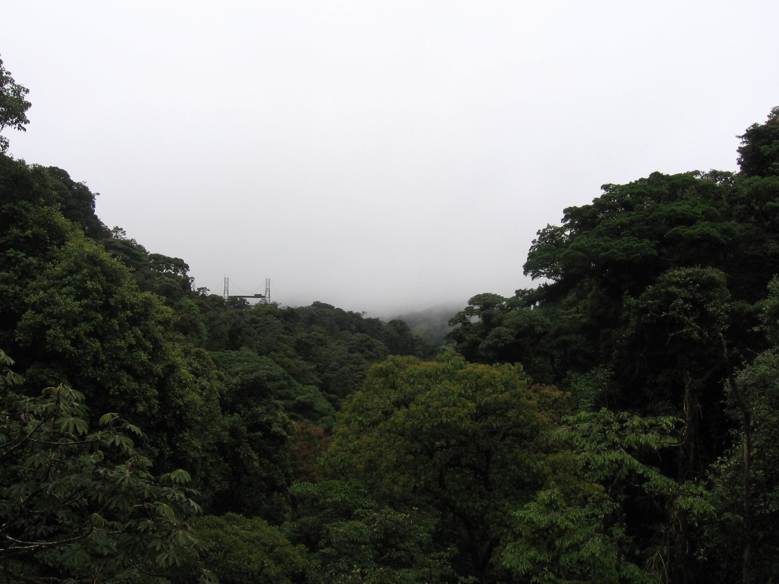 Монтеверде, Пунтаренас провинция, Коста-Рика, фото № 40748 – фотографии Коста-Рики