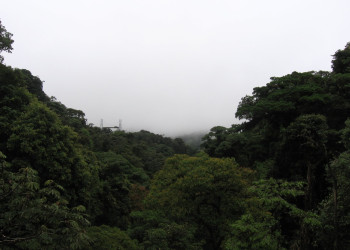 Монтеверде, Пунтаренас провинция, Коста-Рика, фото № 40748 – фотографии Коста-Рики