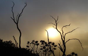 Чиррипо Национальный Парк, Сан Хосе провинция, Коста-Рика, фото № 41288 – фотографии Коста-Рики