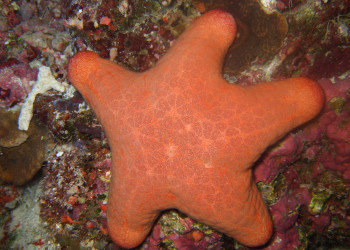 Подводный мир на Мальдивах. Фото 13 – фотографии Мальдивских островов