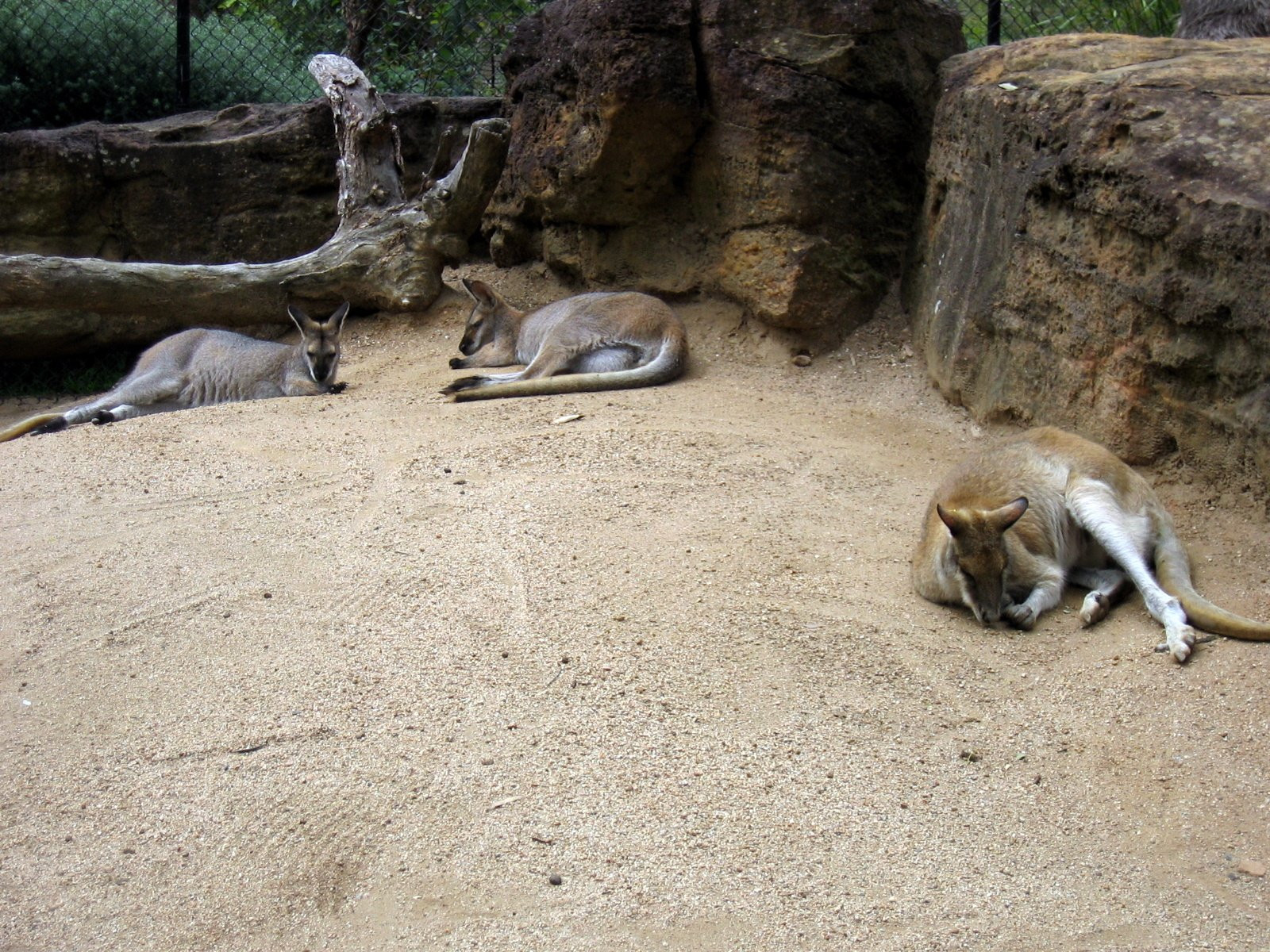 Зоопарк в Австралии – фотографии Австралии