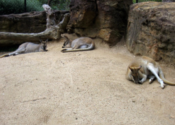 Зоопарк в Австралии – фотографии Австралии