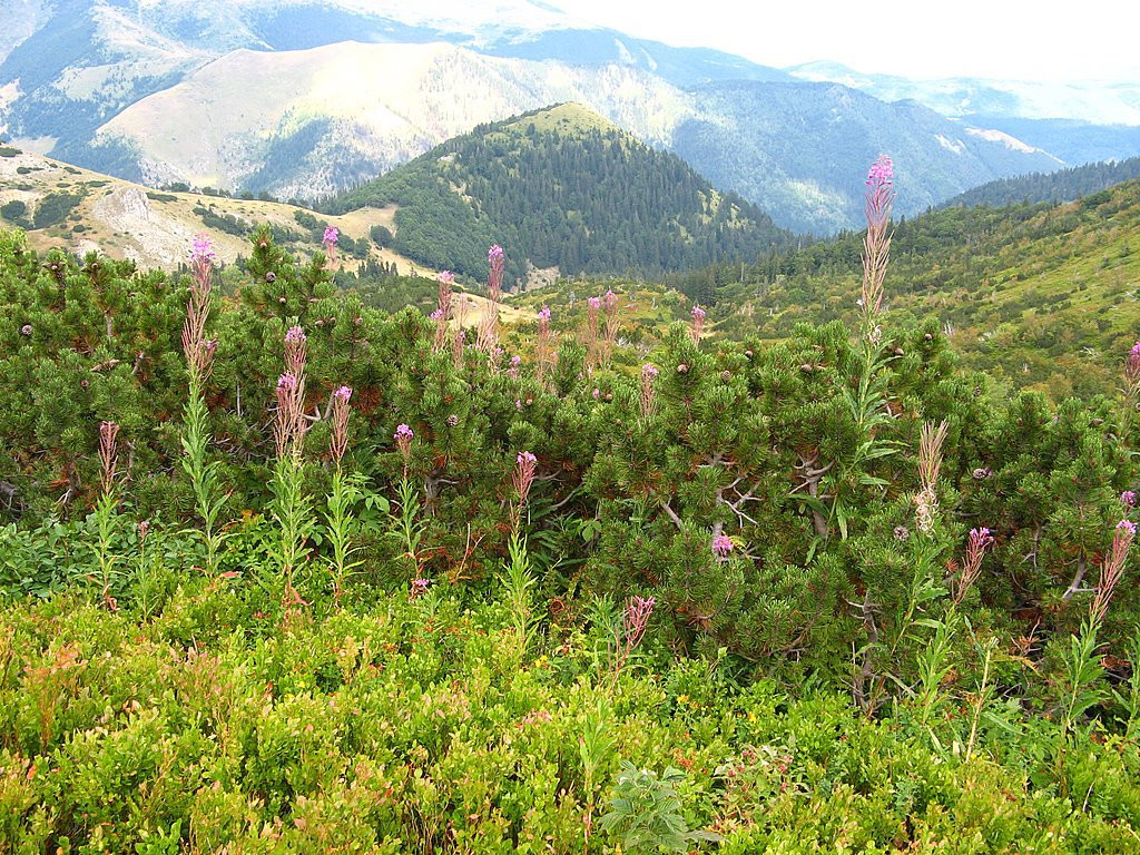 Природа Национального парка, Черногория. Фото 14 – фотографии Черногории