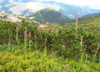 Природа Национального парка, Черногория. Фото 14 – фотографии Черногории