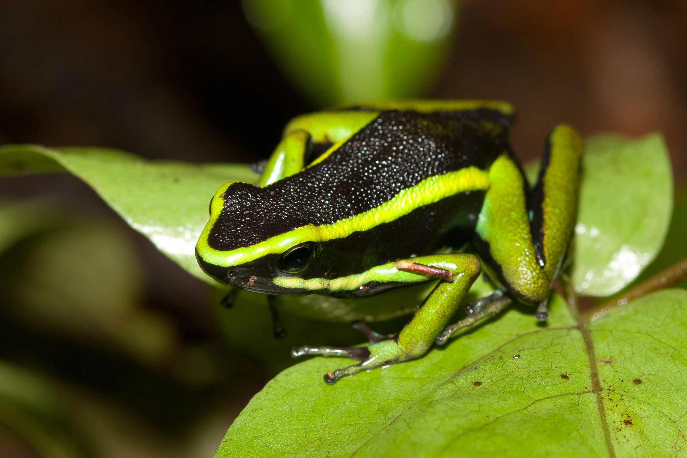 Интересная лягушка в национальном парке Ману (Manu National Park) – фотографии Перу