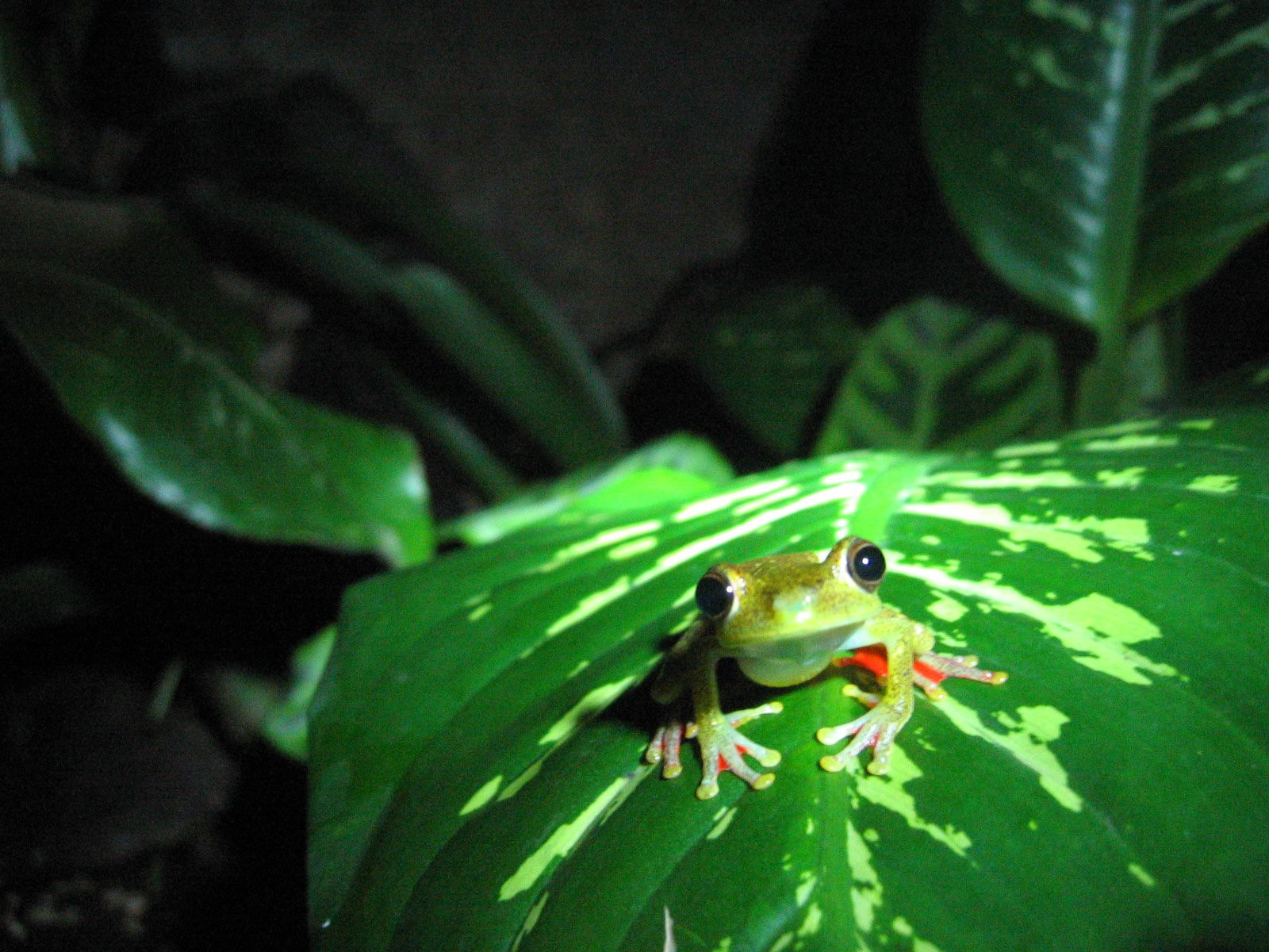 Монтеверде, Пунтаренас провинция, Коста-Рика, фото № 40761 – фотографии Коста-Рики