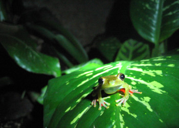 Монтеверде, Пунтаренас провинция, Коста-Рика, фото № 40761 – фотографии Коста-Рики