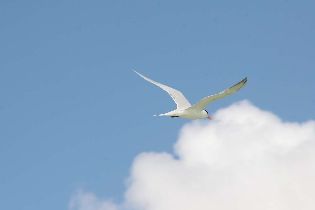 Птица в Инагуа, Багамские острова – фотографии Багамских островов