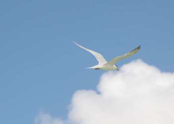 Птица в Инагуа, Багамские острова – фотографии Багамских островов