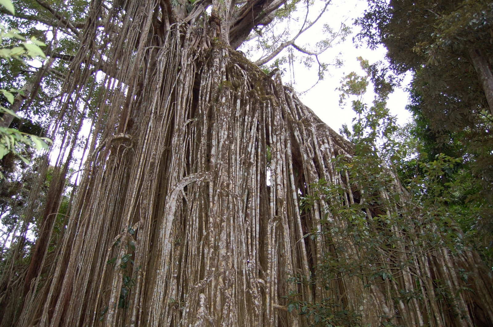 Дерево-занавес (Curtain Fig Tree). Атертон. Фото 7 – фотографии Австралии