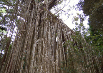 Дерево-занавес (Curtain Fig Tree). Атертон. Фото 7 – фотографии Австралии