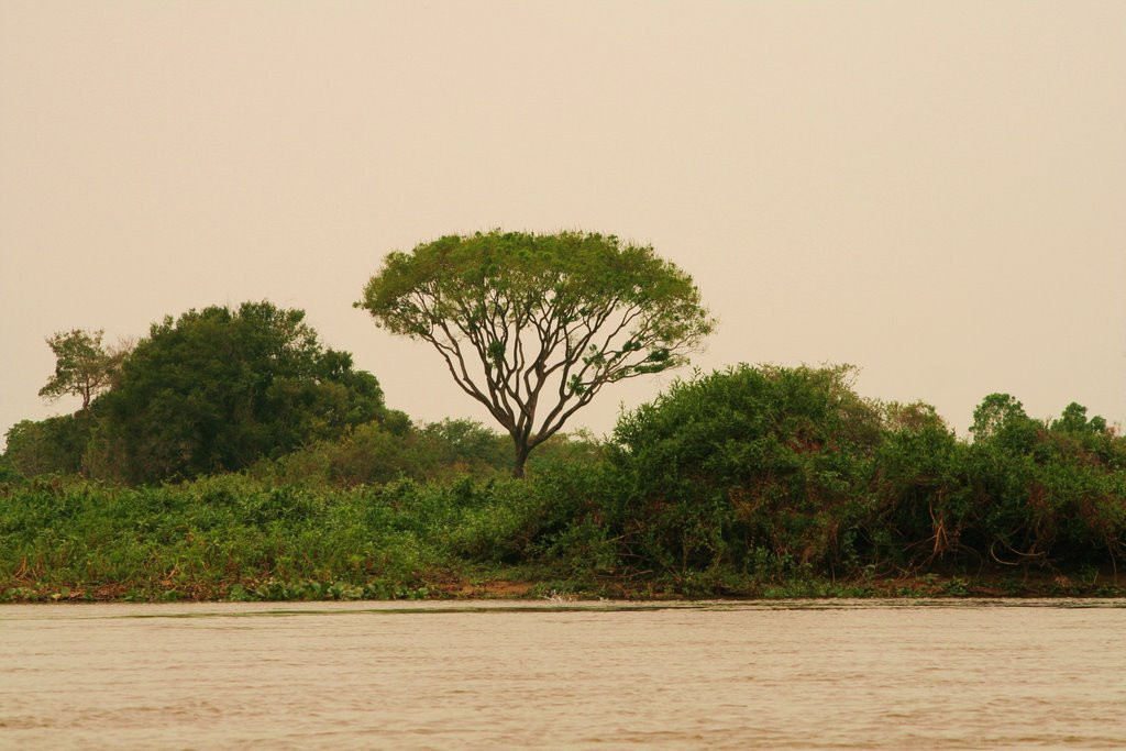 Пантанал, Бразилия, фото № 59758 – фотографии Бразилии