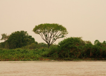 Пантанал, Бразилия, фото № 59758 – фотографии Бразилии