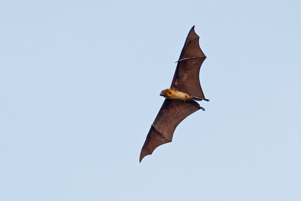 Летучая мышь в Ботаническом саду Канди, Шри-Ланка – фотографии Шри-Ланки