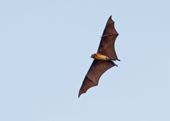 Летучая мышь в Ботаническом саду Канди, Шри-Ланка – фотографии Шри-Ланки