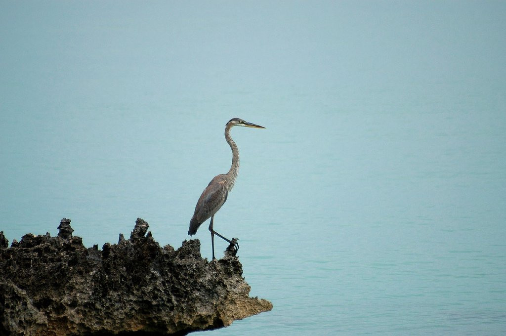 Птица в Кайо-Энсеначос, Куба – фотографии Кубы