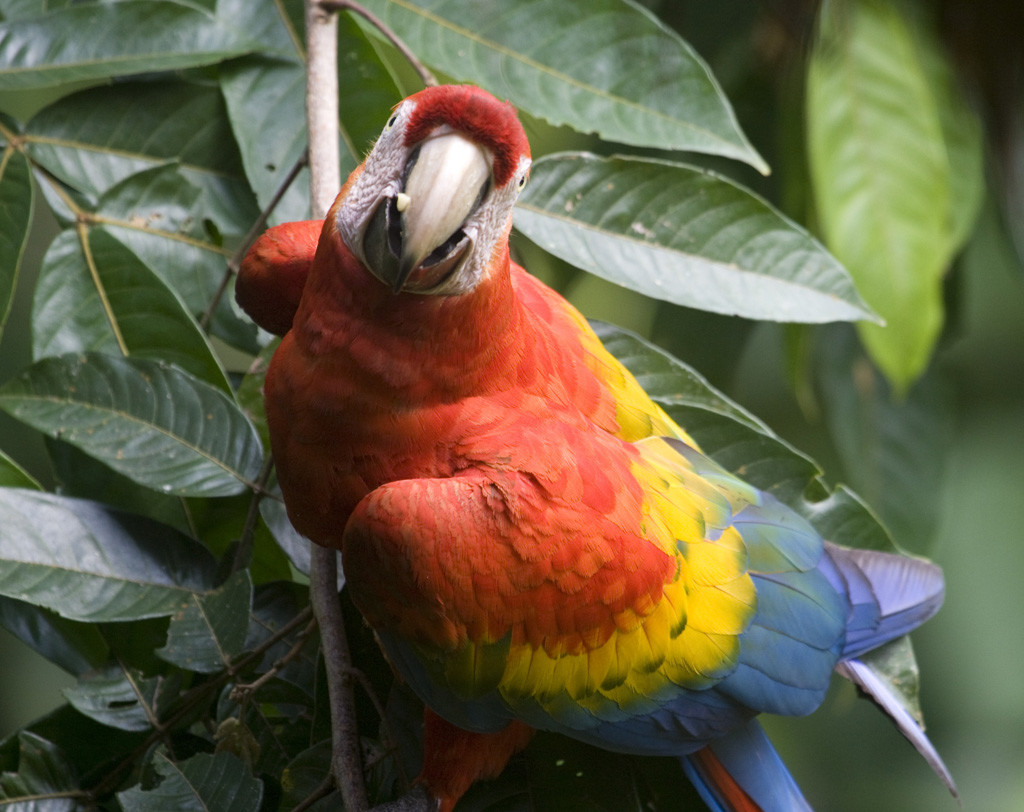 Попугай в заповеднике Тамбопата – фотографии Перу
